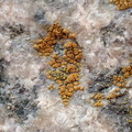 Athallia holocarpa, Caloplaca holocarpa (Liden orangelav)