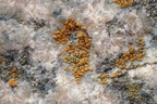 Athallia holocarpa, Caloplaca holocarpa (Liden orangelav)