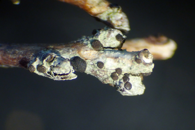 Bacidia arceutina_brunfrugtet tensporelav_15062016_Nationalpark_Thy_004.jpg