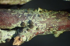 Bacidia arceutina (Brunfrugtet tensporelav)