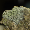 Caloplaca chlorina (Mørkskællet orangelav)