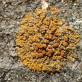 Caloplaca saxicola (Mur-orangelav)