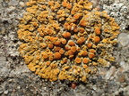 Caloplaca saxicola (Mur-orangelav)