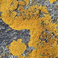 Caloplaca thallincola (Bredfliget orangelav)