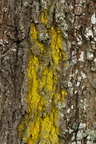 Chrysothrix candelaris (Gul støvlav)