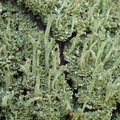Cladonia chlorophaea (Brungrøn Bægerlav)