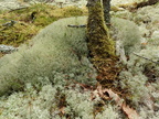 Cladonia ciliata (Spinkel rensdyrlav)