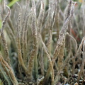Cladonia cornuta (Syl-bægerlav)