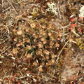 Cladonia gracilis ssp. turbinata_Slank baegerlav_14062016_Stenbjerg_Klitplantage_stack_1.jpg