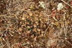 Cladonia gracilis ssp. turbinata (Slank bægerlav)