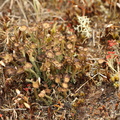Cladonia gracilis ssp. turbinata_Slank baegerlav_14062016_Stenbjerg_Klitplantage_stack_2.jpg