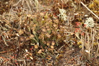 Cladonia gracilis ssp. turbinata (Slank bægerlav)