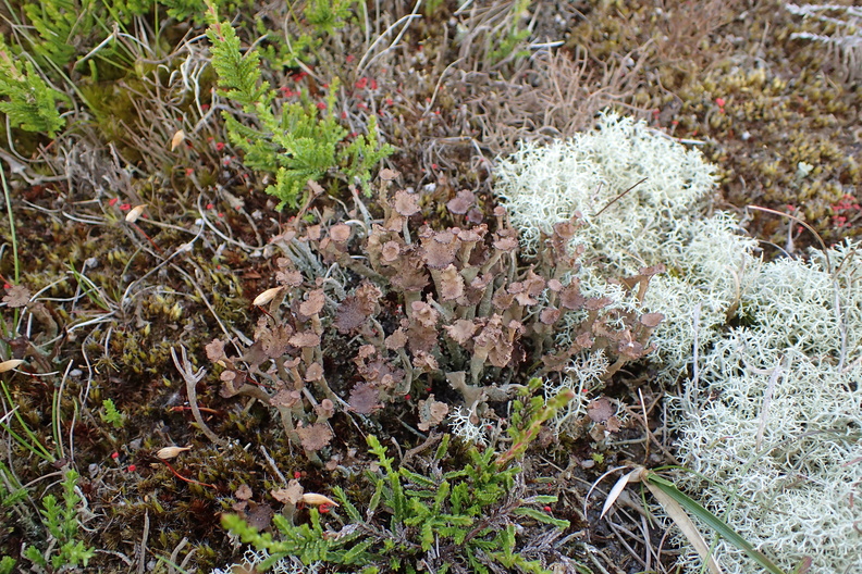 Cladonia gracilis variant_08062016_Stenbjerg_Klitplantage_braendt_omraade_1.jpg