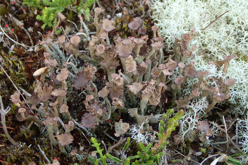 Cladonia gracilis variant_08062016_Stenbjerg_Klitplantage_braendt_omraade_4.jpg