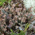 Cladonia gracilis - variant (Slank bægerlav)