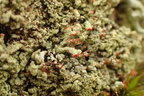Cladonia incrassata (Tørve-bægerlav)