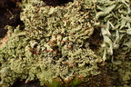 Cladonia incrassata (Tørve-bægerlav)