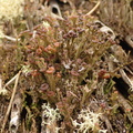 Cladonia ramulosa (Kliddet bægerlav)
