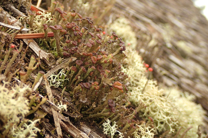 Cladonia ramulosa_Kliddet baegerlav_Nationalpark_Thy_24052016_003.jpg