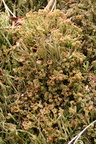 Cladonia ramulosa (Kliddet bægerlav)