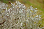 Cladonia rangiferina (Askegrå rensdyrlav)