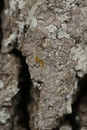 Dendrographa decolorans (Forskelligfarvet skurvelav)