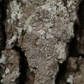 Dendrographa decolorans (Forskelligfarvet skurvelav)