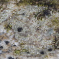 Diplotomma pharcidium (Skov-sortskivelav)