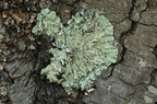 Flavoparmelia caperata (Gulgrøn Skållav)