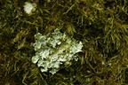 Flavoparmelia caperata (Gulgrøn Skållav)