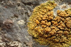 Flavoplaca marina, Caloplaca marina (Strand-orangelav)