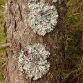 Hypogymnia physodes (Almindelig kvistlav)