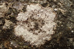 Lecanora actophila (Strand-kantskivelav)