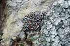 Lecanora argentata (Sølv-kantskivelav)