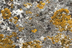 Lecanora helicopis (Salt-kantskivelav)