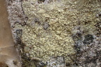 Lecanora orosthea (Grønskurvet kantskivelav)