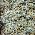 Lecanora polytropa (Bleggrøn kantskivelav)