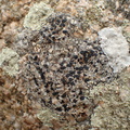 Lecidea brachyspora (Lecidea brachyspora)