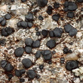 Lecidea brachyspora (Lecidea brachyspora)