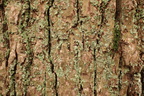 Lepraria finkii, Lepraria lobificans (Grøn støvlav)