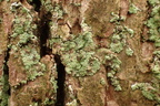 Lepraria finkii, Lepraria lobificans (Grøn støvlav)