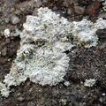 Lepraria membranacea (Bredfliget støvlav)