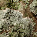 Pertusaria albescens var. corallina_01112018_Kristianssaede_Lolland_7.jpg
