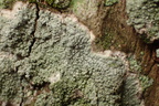 Pertusaria albescens var. corallina (Pertusaria albescens var. corallina)