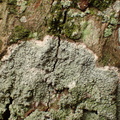 Pertusaria albescens var. corallina (Pertusaria albescens var. corallina)