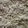 Pertusaria aspergilla (Pertusaria aspergilla)
