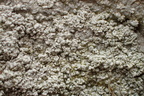 Pertusaria aspergilla (Pertusaria aspergilla)