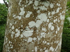 Phlyctis agelaea (Kønnet sølvlav)