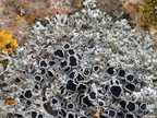 Physcia tenella (Spæd-rosetlav)