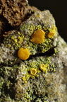Polycauliona phlogina, Caloplaca phlogina (Flammet orangelav)